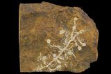 Paleocene Fossil Fruit (Palaeocarpinus) - North Dakota #96945-1